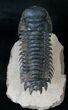 Large Crotalocephalina Trilobite - Flying Prep #16332-4